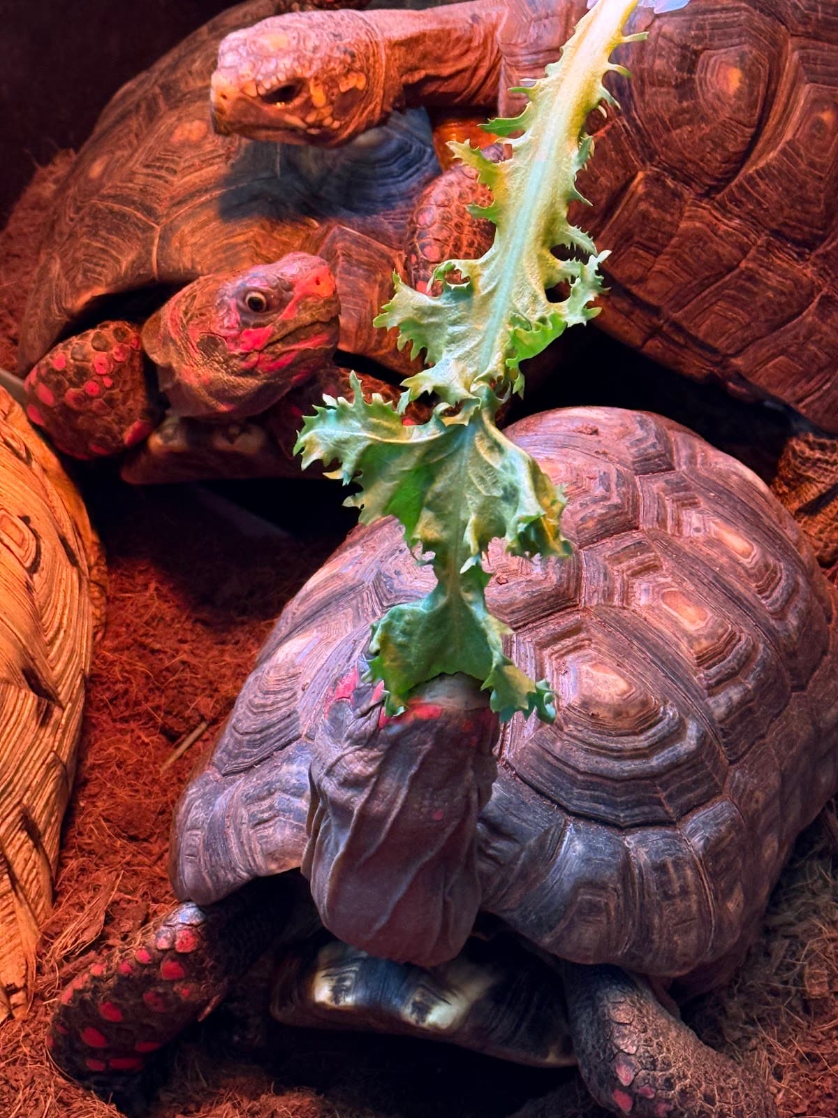 작은지구 파충류카페 · Little Earth Reptile Cafe